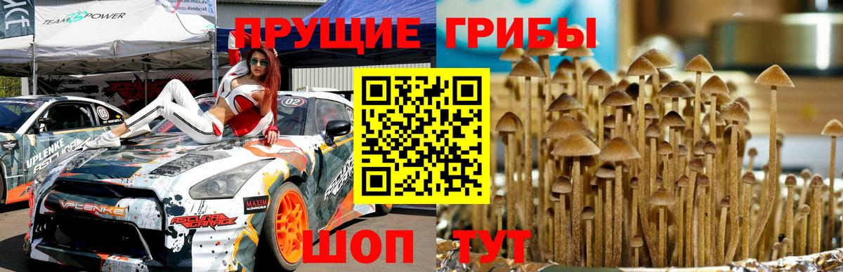 Псилоцибиновые грибы Psilocybine cubensis Мелеуз